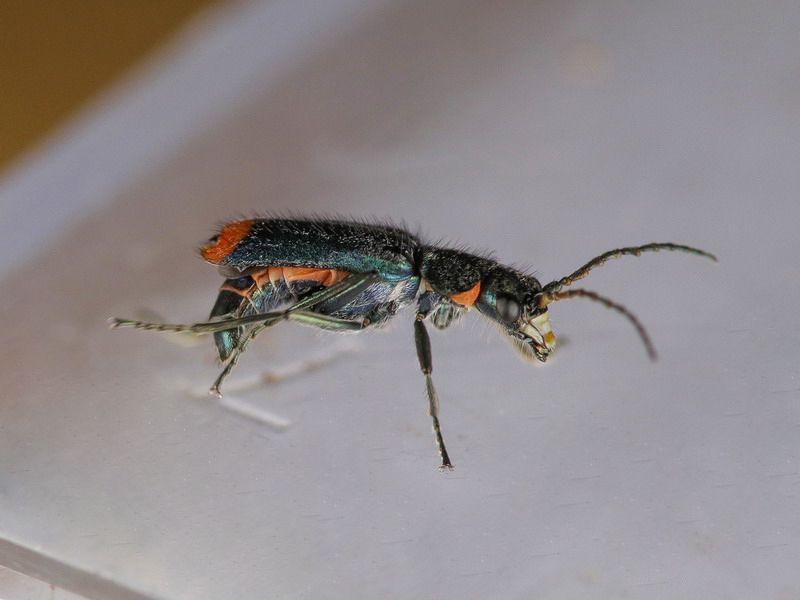 Malachiidae - Malachius sp.?   No, Clanoptilus spinipennis ssp. brevispina